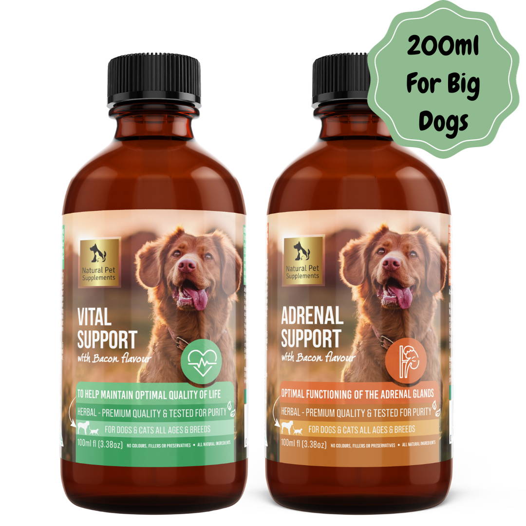 Holistic treatment for cushing's in dogs new arrivals